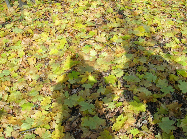 DSCN1913