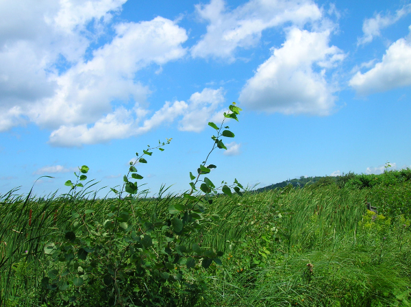 DSCN1317